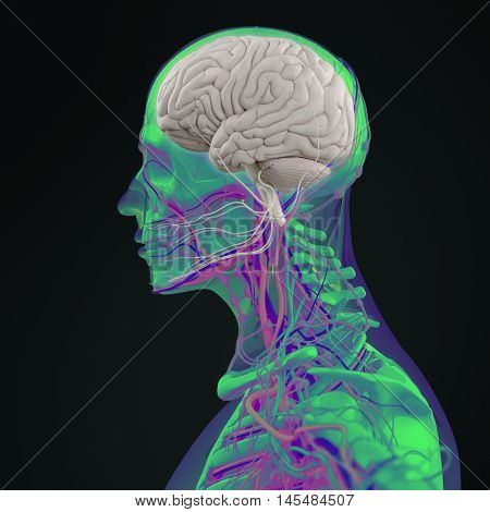 Human anatomy brain. Side view futuristic scan xray. 3d illustration