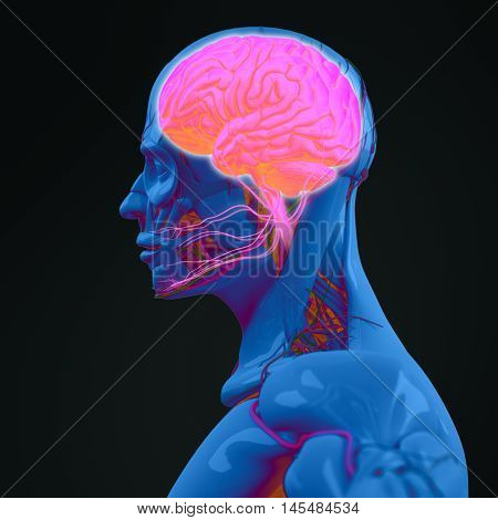 Human anatomy brain. Side view futuristic scan xray. 3d illustration