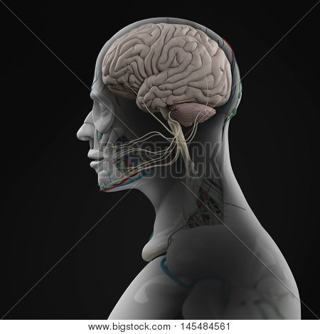 Human anatomy brain. Side view futuristic scan xray. 3d illustration