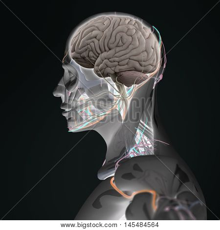 Human anatomy brain. Side view futuristic scan xray. 3d illustration