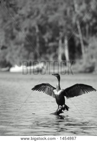 Anhinga 8