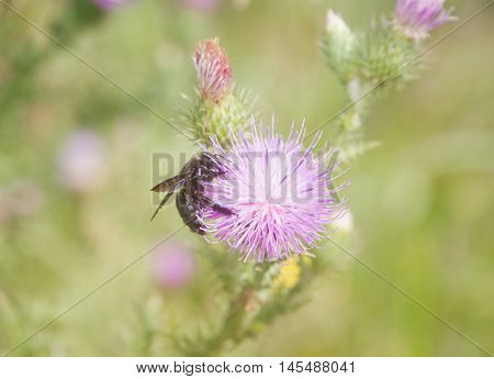 Honeybee sucking nectar  on a thistle flower