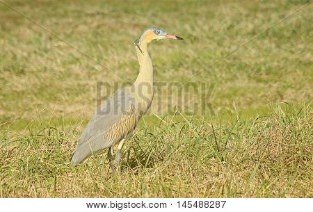 whistling heron perched in the grass field