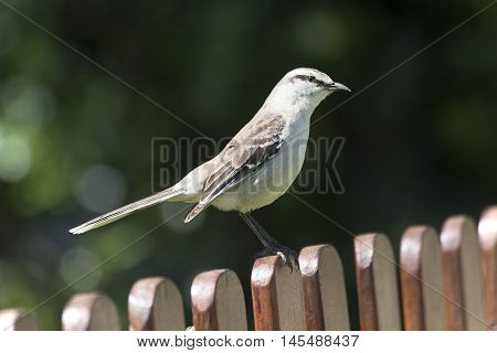 Lark perched on a pole in the park