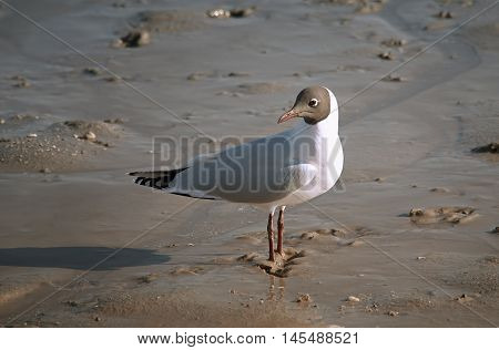 Bird Seagull perched on the sand , in the lagoon