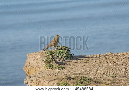 Falcon bird perched on the ground on the seashore
