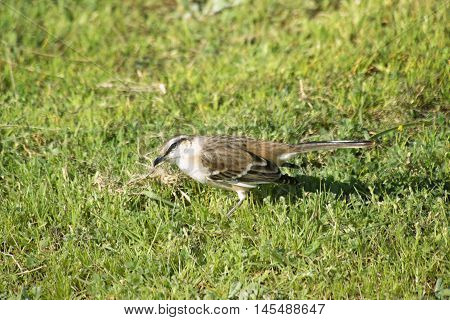 Lark catching insects on the grass field