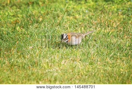 rufous-collared sparrow perched on the grass field