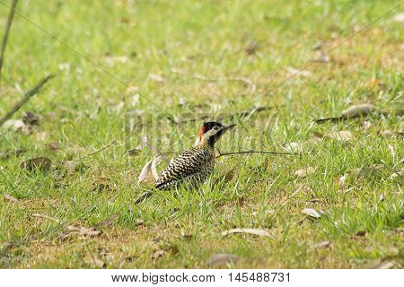 A Woodpecker bird perched on the field