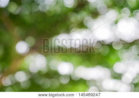 green from tree / blurred tree and bokeh tree / Blurred nature background / green and white background from tree in sun light.
