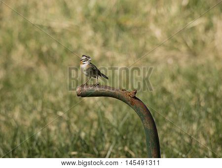 rufous-collared sparrow perched on a metal tube