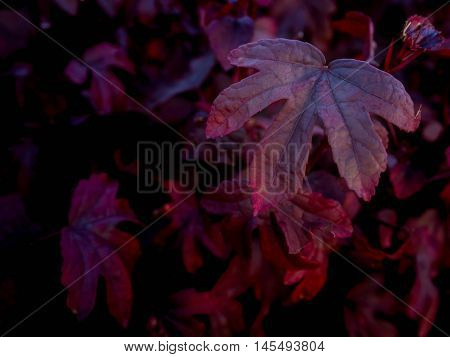 Close-up image of red five leaf lobes Low key