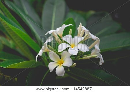 White Plumeria or frangipani. Sweet scent from white Plumeria flowers in the garden. Plumeria flowers in nature.(selective focusvintage effect)