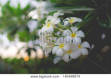 White Plumeria or frangipani. Sweet scent from white Plumeria flowers in the garden. Plumeria flowers in nature.(selective focusvintage effect)