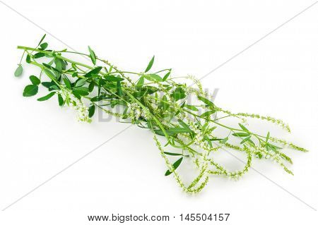 White sweet clover (Melilotus officinalis) wild flower