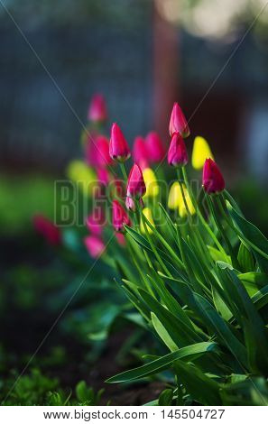 pink and yellow tulips with green stems on earth