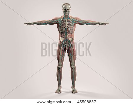 Human anatomy showing front full male body, head, shoulders and torso, bone structure, muscular system and vascular system on a plain studio background. 3d illustration