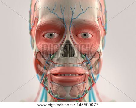 Human anatomy face and head close-up showing parts of skull, eyes, muscular system lips, vascular system on a light background. 3D illustration