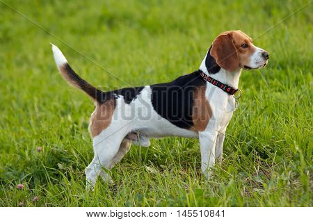 Image of the English Beagle on the meadow