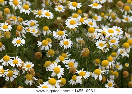Shot of the meadow of German chamomile - medicinal herb