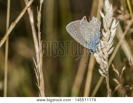 Meleager's Blue (polyommatus Semiargus)