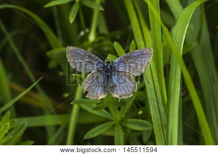 Meleager's Blue (polyommatus Semiargus)