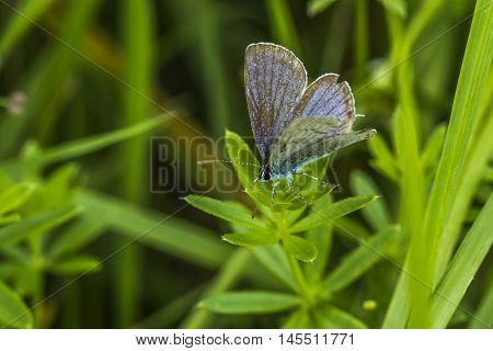 Meleager's Blue (polyommatus Semiargus)