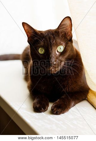 Domestic cat of oriental breed sits on a window sill