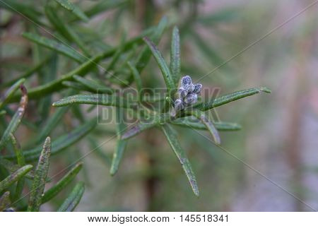 Commonly known as rosemary is a woody perennial herb with fragrant evergreen needle-like leaves and white pink purple or blue flowers native to the Mediterranean region.