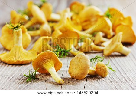 Yellow chanterelle or cantharellus cibarius forest mushrooms  on a rustic wooden background.