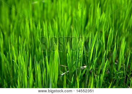 Gras
