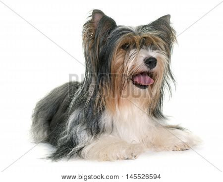 biewer yorkshire terrier in front of white background