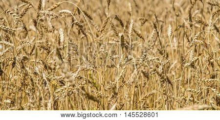 Ripe ears of wheat, the background image.