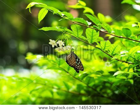 Butterfly on Wrightia religiosa a kind of flower