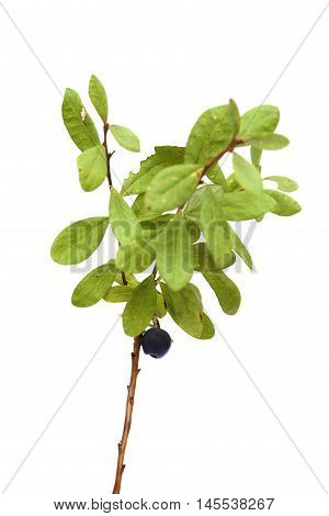 Vaccinium Uliginosum, Bog Bilberry