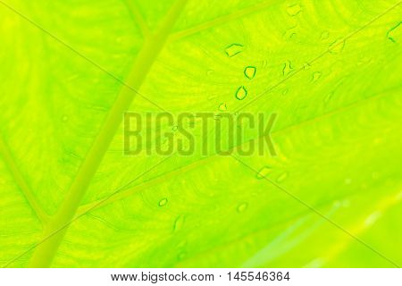 A Cocoyam leaf green texture nature  background.