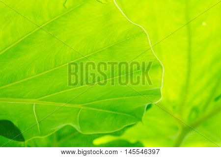 A Cocoyam leaf green texture background .
