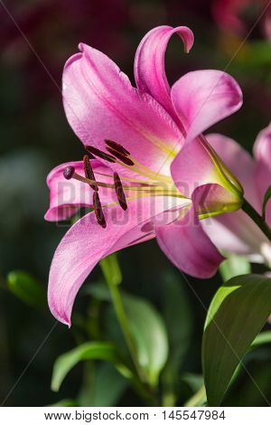 Zephyranthes flower. Common names for species in this genus include fairy lily, rainflower, zephyr lily, magic lily, Atamasco lily, and rain lily