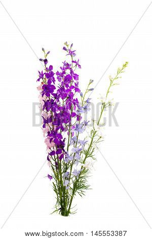Wild flowers decorative wildflower isolated on white background