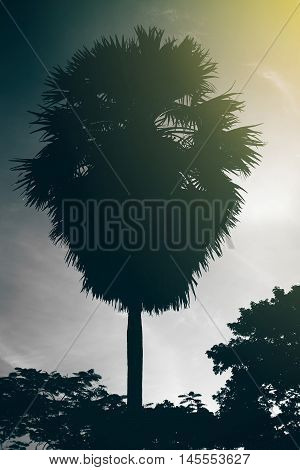 Silhouette Palm Tree For Background,blue Filtered Image,light Effect Added