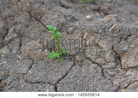 Living with Drought, Reborn tree, cracked ground