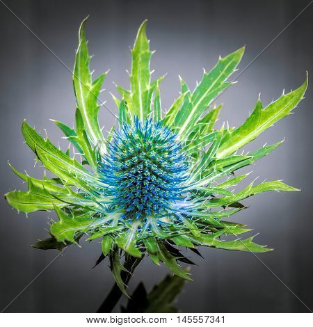 close up of a spikey blue eryngium flower