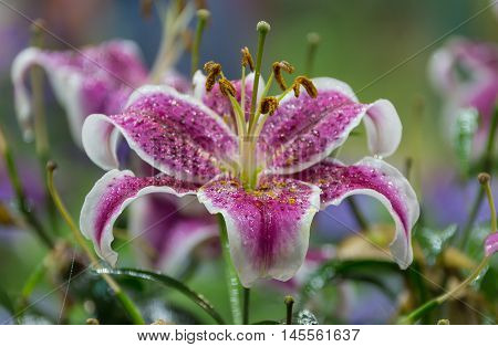 Zephyranthes flower. Common names for species in this genus include fairy lily, rainflower, zephyr lily, magic lily, Atamasco lily, and rain lily