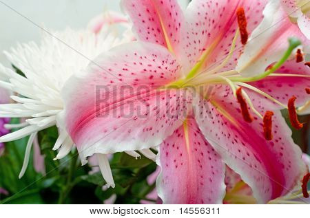 Liliy rosa e crisantemo bianco