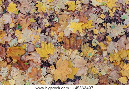 Wet fallen leaves underfoot with rain drops in a autumn rainy day