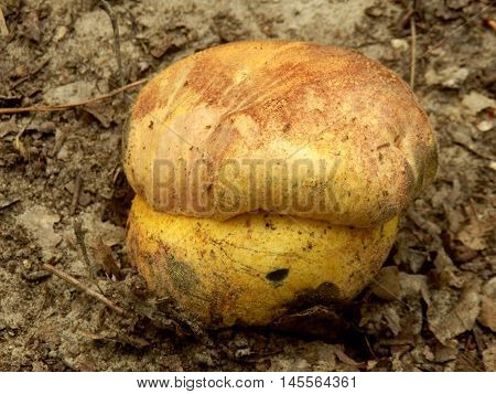 Close up of a Boletus Radicans (Rooting Bolete) breaking through the ground on a woodland path