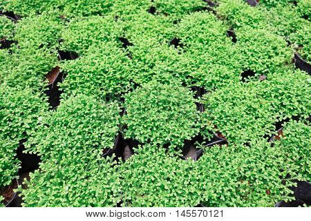Top view of Selaginella tamariscina soft focus