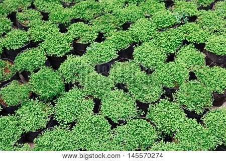 Top view of Selaginella tamariscina soft focus