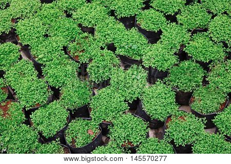 Top view of Selaginella tamariscina soft focus