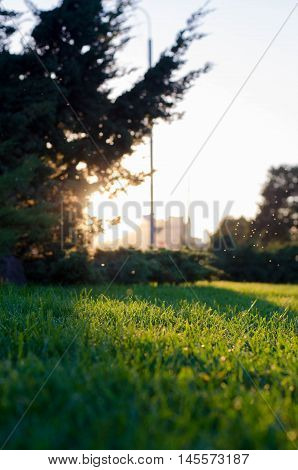 small insects flying into the sunset. green grass